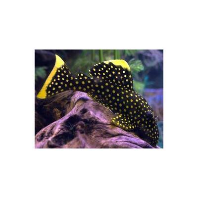 Golden Nugget Pleco L018