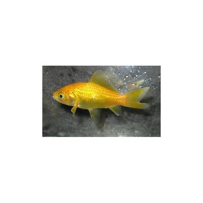 Goldfish Comet Yellow 4-7cm