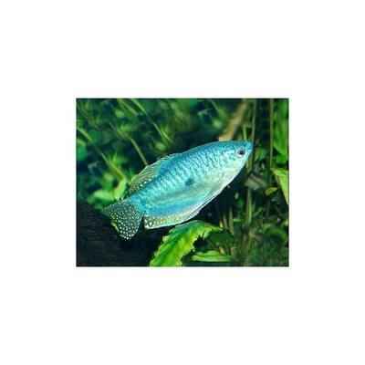 Gourami Blue 4-4.5cm
