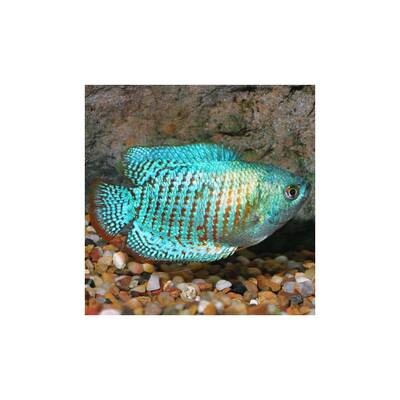 Gourami Cobalt Blue Dwarf (M/F)