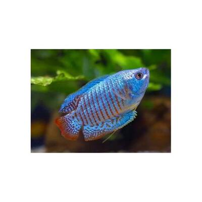 Gourami Dwarf Neon M/F L