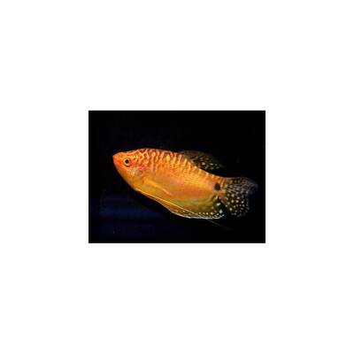 Gourami Gold M