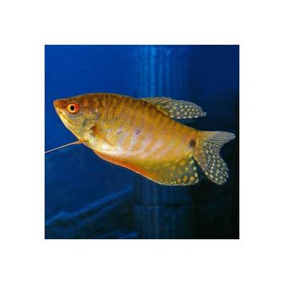Gourami Gold 4-4.5cm