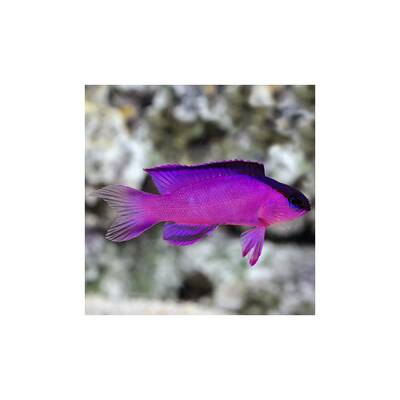 Gramma Melacara