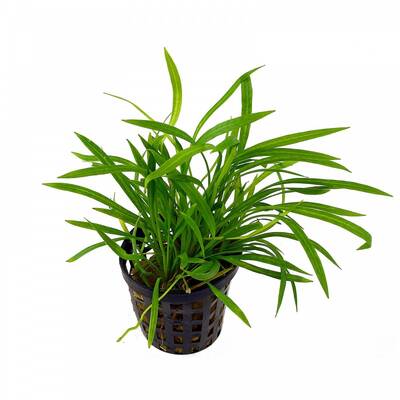 Stoffels Helanthium Tenellum