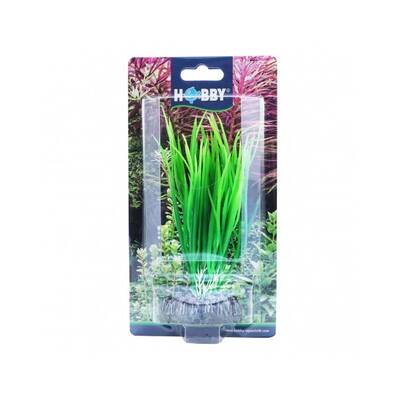 Hobby Cyperus 16cm