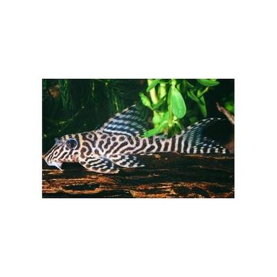 Hypancistrus SP. L066