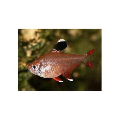 Hyphessobrycon Bentosi Ornatus M