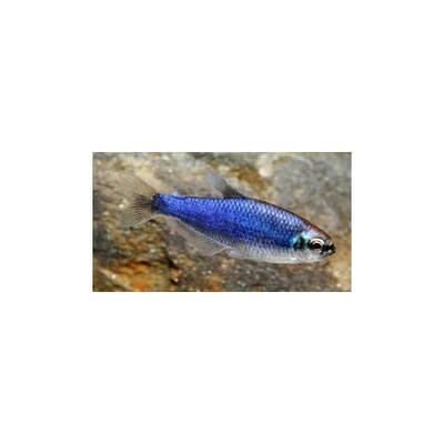 Inpaicthys Kerri Super Blue