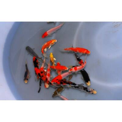 Koi Extra Color Europe 16/20