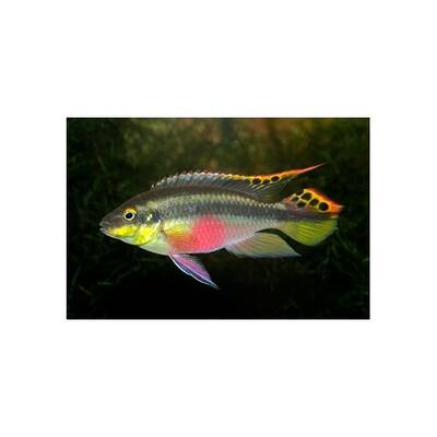 Pelvicachromis Pulcher Super Red 3-3.5cm