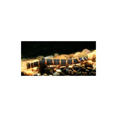 Kuhlii Loach XL