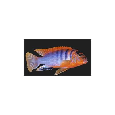 Labidochromis Hongi Red Top M