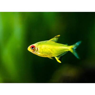 Lemon Tetra M