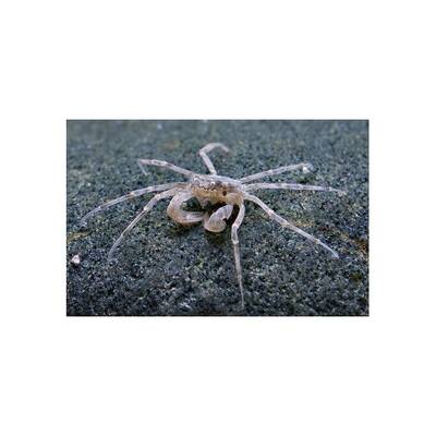 Limnopilos Naiyanetri(crab)