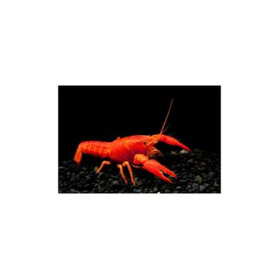 Lobster Red 5cm