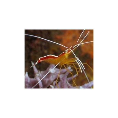 Lysmata Amboinensis L