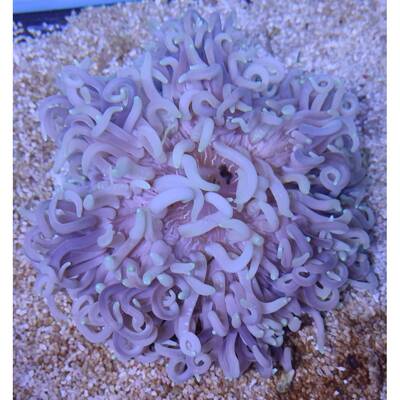 Macrodactyla Doreensis Green