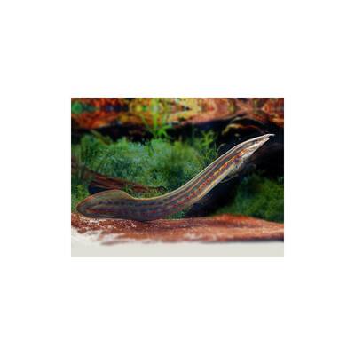 Mastacembelus Erythrotaenia XL
