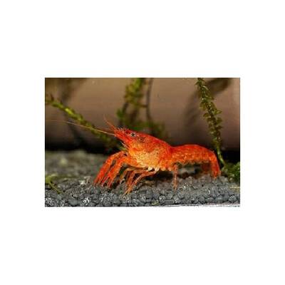 Mexican Dwarf Lobster