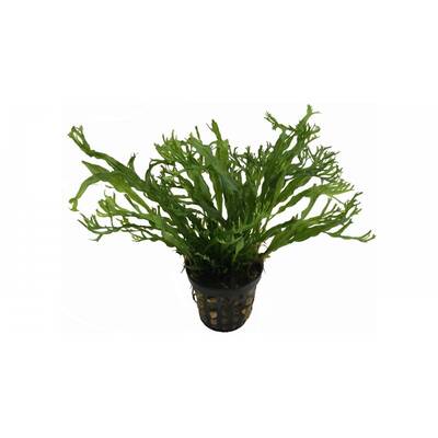 Microsorum Pteropus Windelov XL