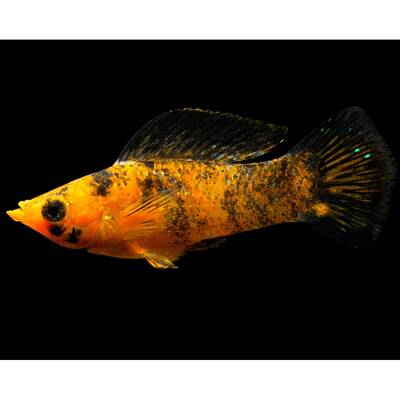 Molly Calico Longfin M