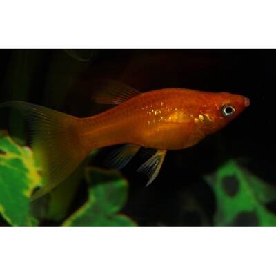 Molly Red Longfin M