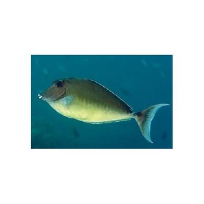 Naso Brachycentron