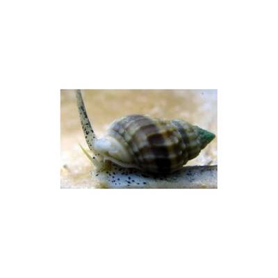 Nassarius Vibex Snail