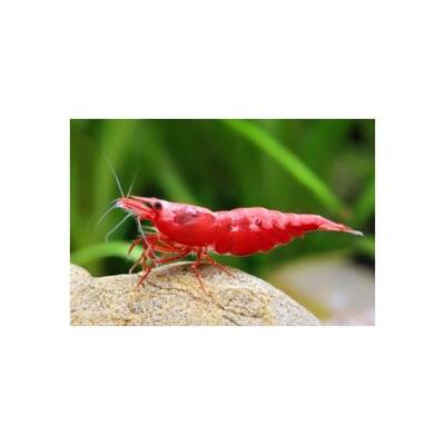 Neocaridina Heteropoda Bloody Mary