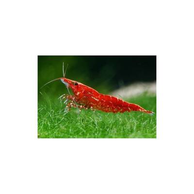 Neocaridina Heteropoda Davidi Red M