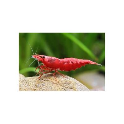 Neocaridina Heteropoda Red Fire