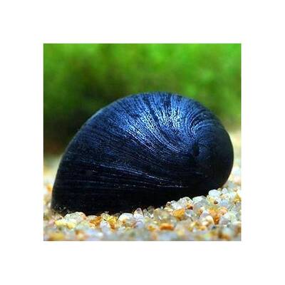 Neritina Puligera Snail