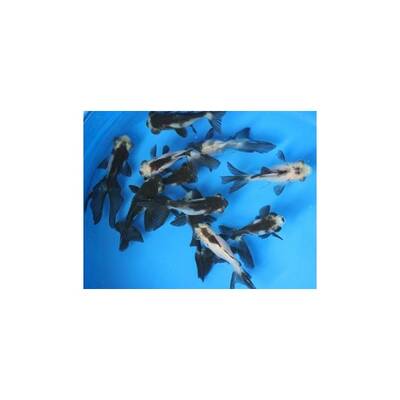 Oranda Panda 6-7cm