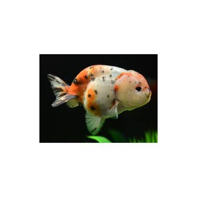 Oranda Ranchu Calico 6-7cm