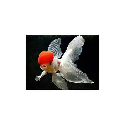 Oranda Red Cap 4cm