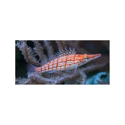 Oxycirrhites Typus M