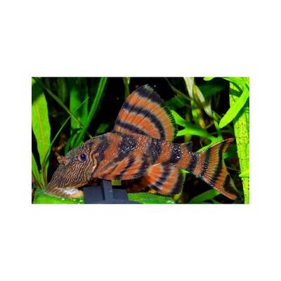 Panagolus sp. L002 XL