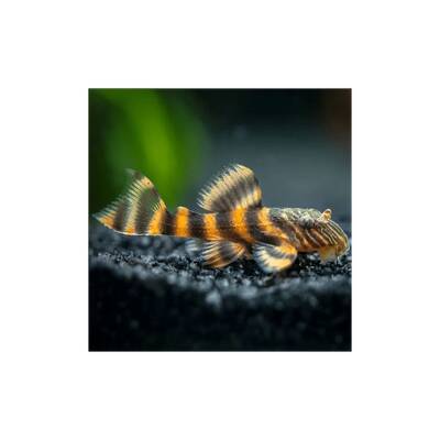 Panaqolus Sp. L397 L