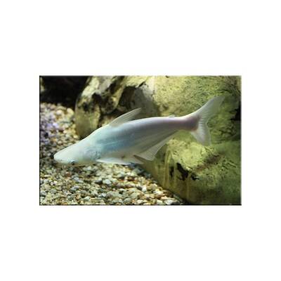 Pangasius Albino 4cm