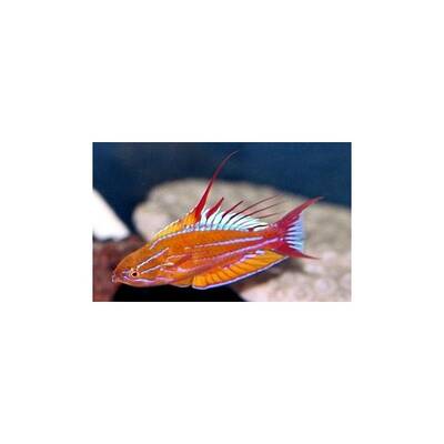 Paracheilinus Filamentosus M