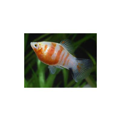 Platy Bleeding Heart