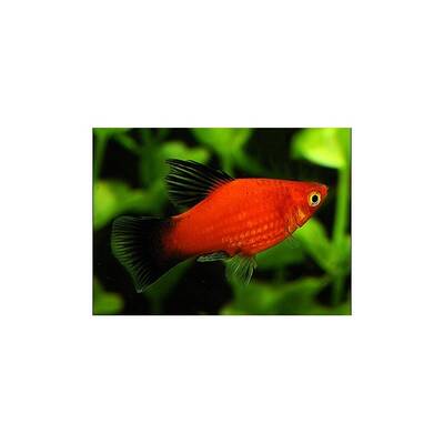 Red Platy