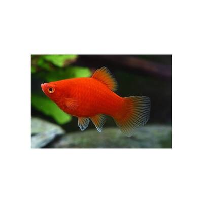 Platy Red Coral
