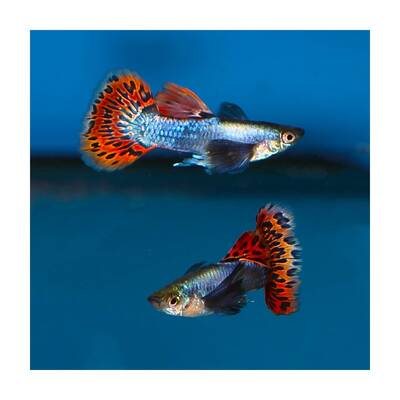 Poec. Ret. Dumbo Ear Blue Mosaic Male M