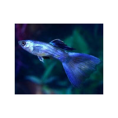 Poecilia Reticulata Blue Moscow Male XL