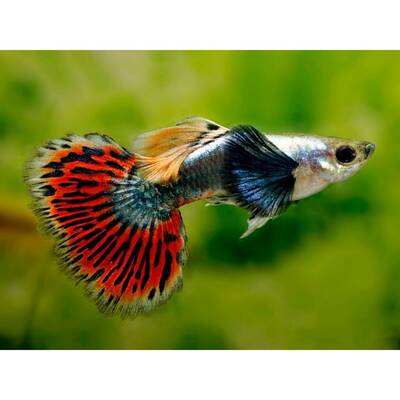 Poecilia Reticulata Dumbo Ear Platinum Red Male
