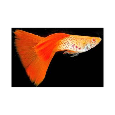 Poecilia Reticulata Snakeskin Red