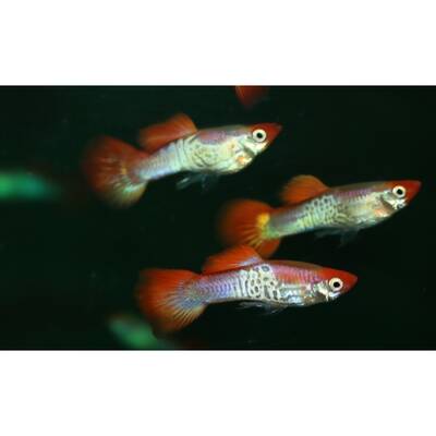 Poecilia Reticulata Snakeskin Red Cap (m/f) M