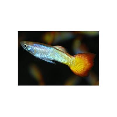 Poecilia Reticulata Sunset Male
